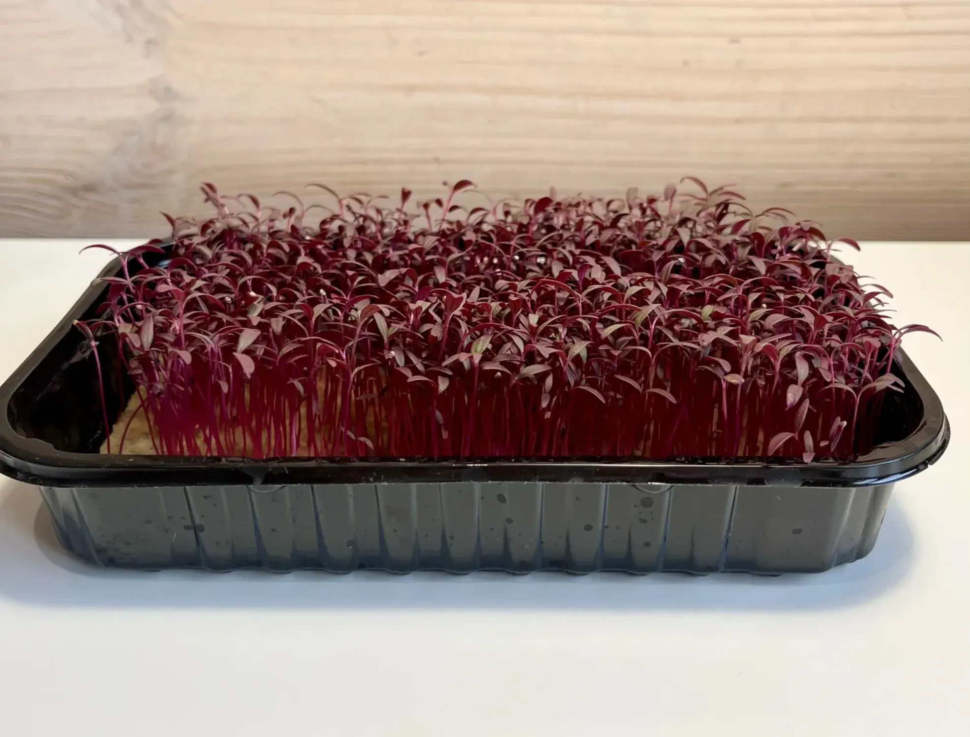 Микрозелень амаранта фото 3